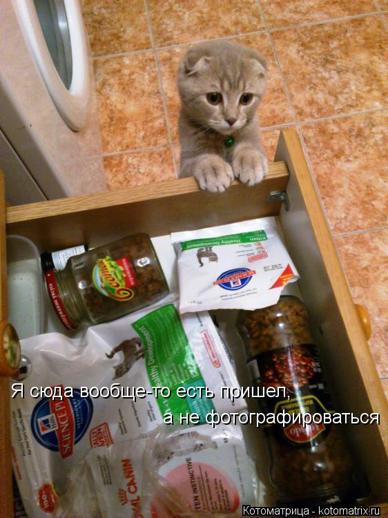 Я сюда вообще-то есть пришел, а не фотографироваться... Котоматрица: Я сюда вообще-то есть пришел, а не фотографироваться