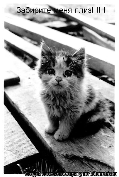 Забирите меня плиз!!!!!!... Котоматрица: Забирите меня плиз!!!!!!