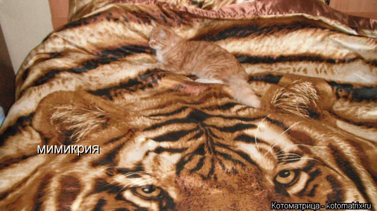 мимикрия... Котоматрица: мимикрия