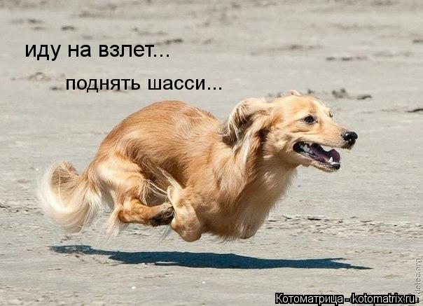 иду на взлет... поднять шасси...... Котоматрица: иду на взлет... поднять шасси...