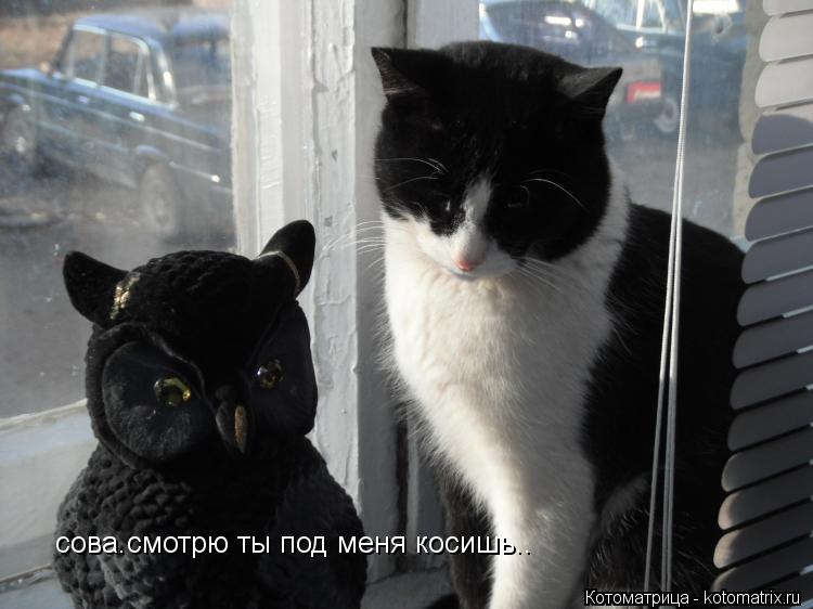 сова.смотрю ты под меня косишь..... Котоматрица: сова.смотрю ты под меня косишь..