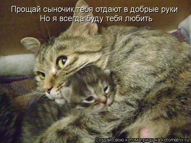 Прощай сыночик,тебя отдают в добрые руки Но я всегда буду тебя любить... Котоматрица: Прощай сыночик,тебя отдают в добрые руки Но я всегда буду тебя любить