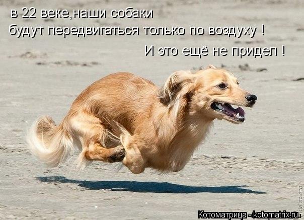 в 22 веке,наши собаки будут передвигаться только по воздуху ! И это ещё не придел !... Котоматрица: в 22 веке,наши собаки будут передвигаться только по воздуху ! И это ещё не придел !