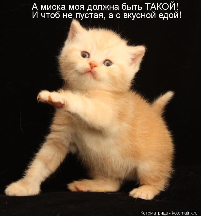 А миска моя должна быть ТАКОЙ! И чтоб не пустая, а с вкусной едой!... Котоматрица: А миска моя должна быть ТАКОЙ! И чтоб не пустая, а с вкусной едой!