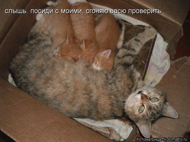 слышь. посиди с моими. сгоняю васю проверить.... Котоматрица: слышь. посиди с моими. сгоняю васю проверить.