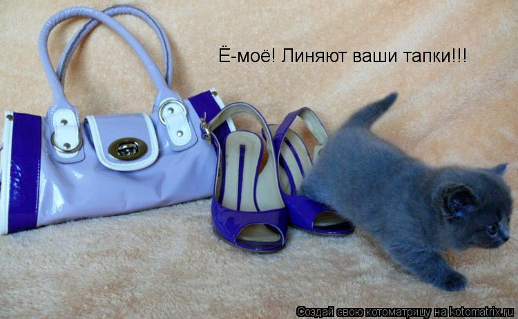 Ё-моё! Линяют ваши тапки!!!... Котоматрица: Ё-моё! Линяют ваши тапки!!!