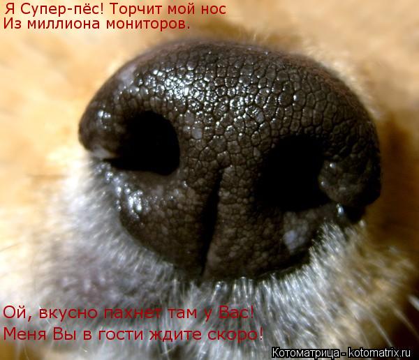 Я Супер-пёс! Торчит мой нос Из миллиона мониторов. Ой, вкусно пахнет там у Вас! Меня Вы в гости ждите... Котоматрица: Я Супер-пёс! Торчит мой нос Из миллиона мониторов. Ой, вкусно пахнет там у Вас! Меня Вы в гости ждите скоро!