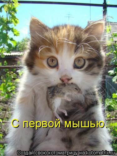 С первой мышью.... Котоматрица: С первой мышью.