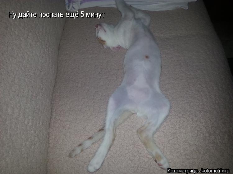 Ну дайте поспать ещё 5 минут... Котоматрица: Ну дайте поспать ещё 5 минут