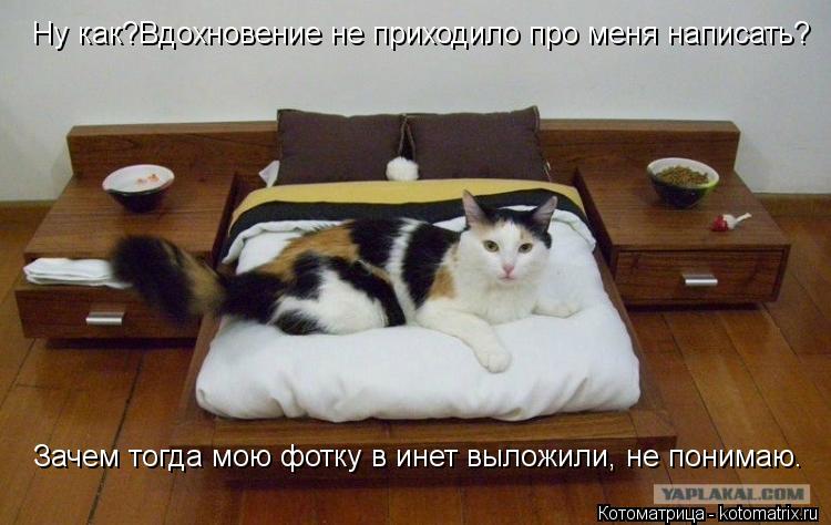 Ну как?Вдохновение не приходило про меня написать? Зачем тогда мою фотку в инет выложили, не понимаю.... Котоматрица: Ну как?Вдохновение не приходило про меня написать? Зачем тогда мою фотку в инет выложили, не понимаю.
