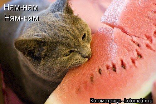 Ням-ням Ням-ням... Котоматрица: Ням-ням Ням-ням