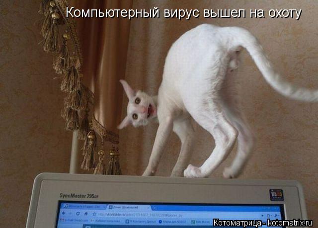 Компьютерный вирус вышел на охоту... Котоматрица: Компьютерный вирус вышел на охоту