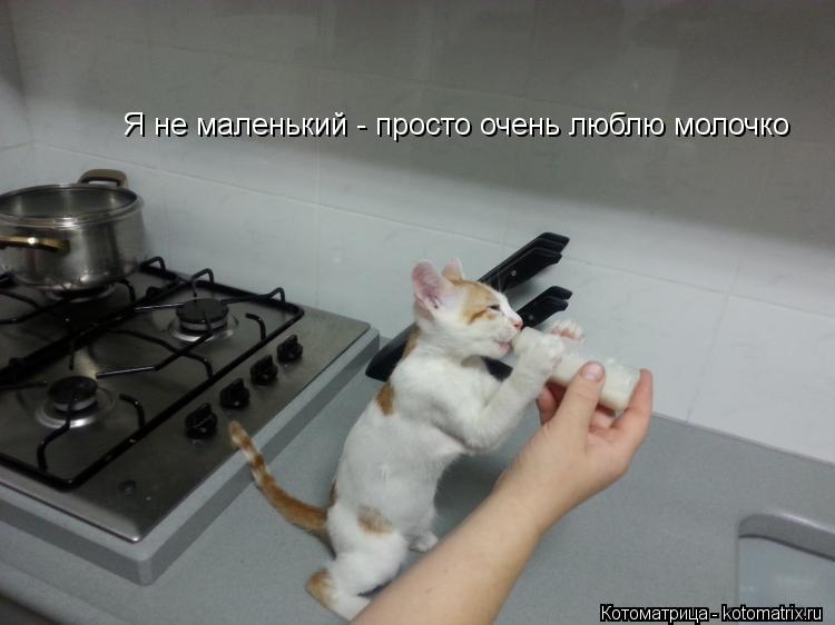 Я не маленький - просто очень люблю молочко... Котоматрица: Я не маленький - просто очень люблю молочко