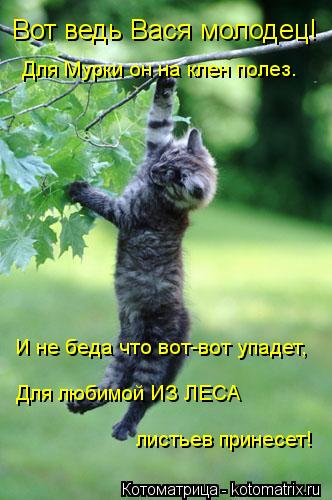 Вот ведь Вася молодец! Для Мурки он на клен полез. И не беда что вот-вот упадет, Для любимой ИЗ ЛЕСА ... Котоматрица: Вот ведь Вася молодец! Для Мурки он на клен полез. И не беда что вот-вот упадет, Для любимой ИЗ ЛЕСА листьев принесет!
