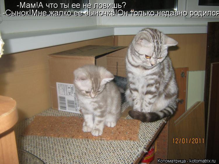 -Мам!А что ты ее не ловишь? -Сынок!Мне жалко ее сыночка!Он только недавно родился!... Котоматрица: -Мам!А что ты ее не ловишь? -Сынок!Мне жалко ее сыночка!Он только недавно родился!