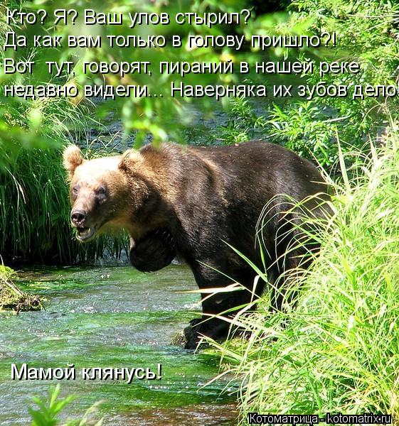 Кто? Я? Ваш улов стырил? Да как вам только в голову пришло?! Вот тут, говорят, пираний в нашей реке ... Котоматрица: Кто? Я? Ваш улов стырил? Да как вам только в голову пришло?! Вот тут, говорят, пираний в нашей реке недавно видели... Наверняка их зубов дело! М