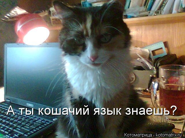 Котоматрица: А ты кошачий язык знаешь?
