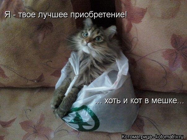 Я - твое лучшее приобретение! ... хоть и кот в мешке...... Котоматрица: Я - твое лучшее приобретение! ... хоть и кот в мешке...