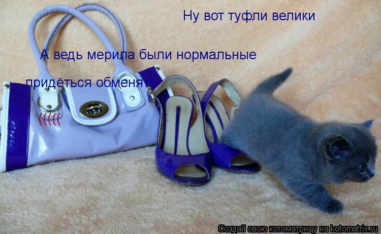 Ну вот туфли велики А ведь мерила были нормальные придёться обменять (((((... Котоматрица: Ну вот туфли велики А ведь мерила были нормальные придёться обменять (((((