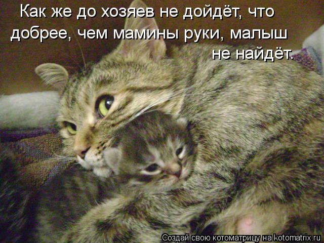 не найдёт. Как же до хозяев не дойдёт, что добрее, чем мамины руки, малыш... Котоматрица: не найдёт. Как же до хозяев не дойдёт, что добрее, чем мамины руки, малыш