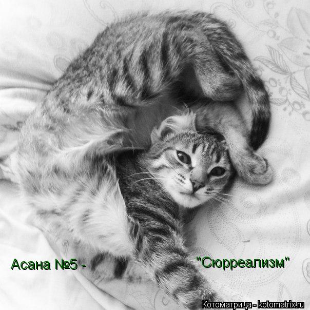 Асана №5 - "Сюрреализм"... Котоматрица: Асана №5 - "Сюрреализм"