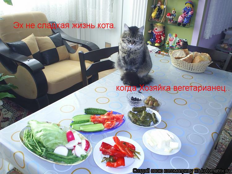 Эх не сладкая жизнь кота. когда Хозяйка вегетарианец..... Котоматрица: Эх не сладкая жизнь кота. когда Хозяйка вегетарианец..