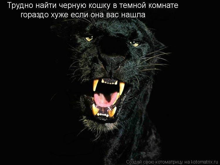 Котоматрица: Трудно найти черную кошку  в темной комнате  гораздо хуже если она вас нашла