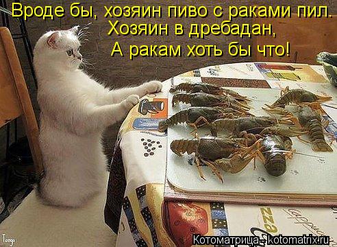 Вроде бы, хозяин пиво с раками пил. Хозяин в дребадан, А ракам хоть бы что!... Котоматрица: Вроде бы, хозяин пиво с раками пил. Хозяин в дребадан, А ракам хоть бы что!