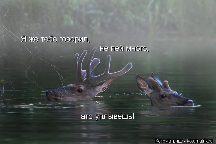 Я же тебе говорил, не пей много, ато уплывёшь!... Котоматрица: Я же тебе говорил, не пей много, ато уплывёшь!