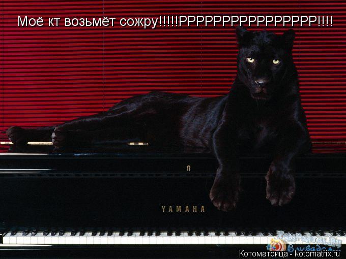 Моё кт возьмёт сожру!!!!!РРРРРРРРРРРРРРРР!!!!... Котоматрица: Моё кт возьмёт сожру!!!!!РРРРРРРРРРРРРРРР!!!!