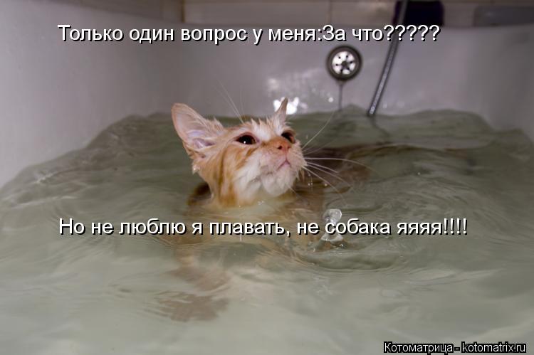 Только один вопрос у меня:За что????? Но не люблю я плавать, не собака яяяя!!!!... Котоматрица: Только один вопрос у меня:За что????? Но не люблю я плавать, не собака яяяя!!!!