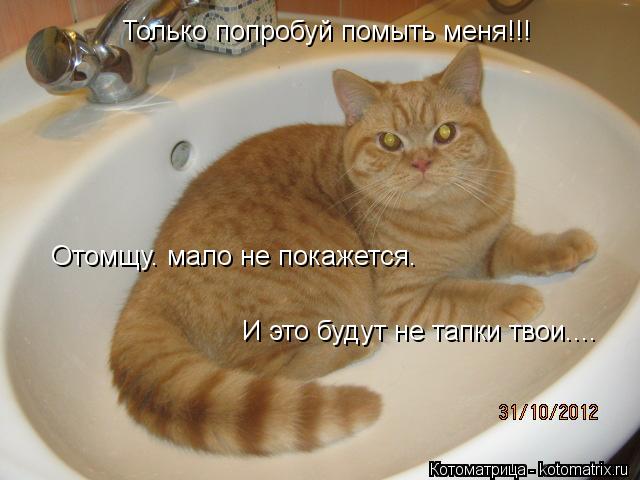 Только попробуй помыть меня!!! Отомщу. мало не покажется. И это будут не тапки твои....... Котоматрица: Только попробуй помыть меня!!! Отомщу. мало не покажется. И это будут не тапки твои....