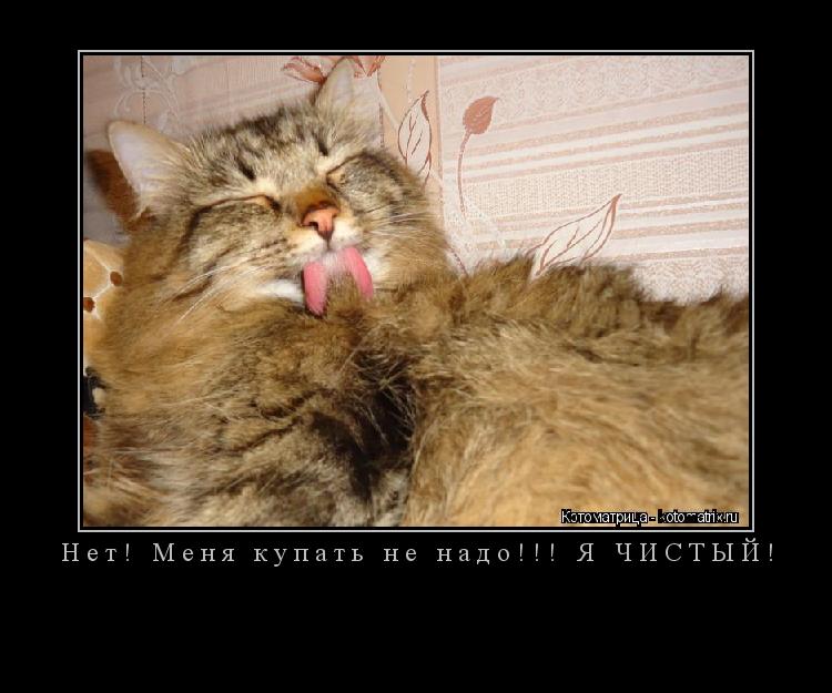 Нет! Меня купать не надо!!! Я ЧИСТЫЙ! ... Котоматрица: Нет! Меня купать не надо!!! Я ЧИСТЫЙ!
