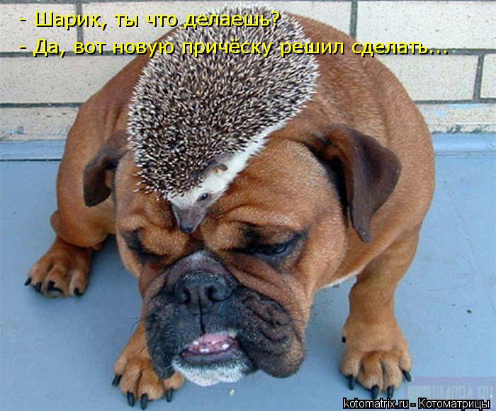 - Шарик, ты что делаешь? - Да, вот новую причёску решил сделать...... Котоматрица: - Шарик, ты что делаешь? - Да, вот новую причёску решил сделать...