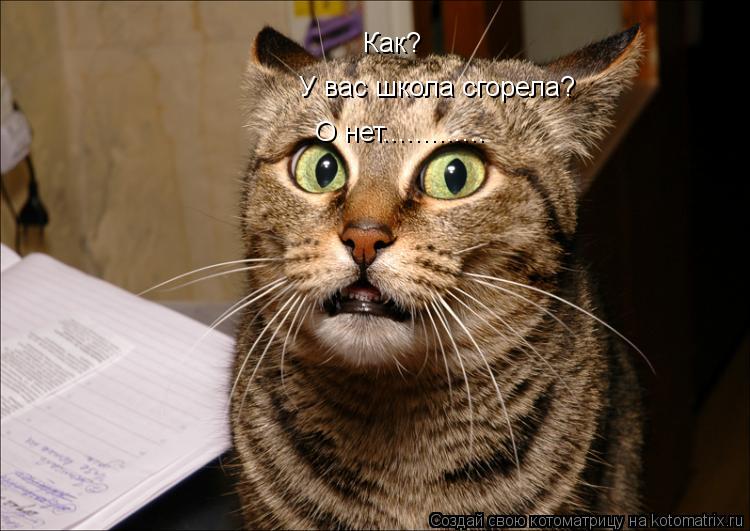 Как? У вас школа сгорела? О нет................ Котоматрица: Как? У вас школа сгорела? О нет.............