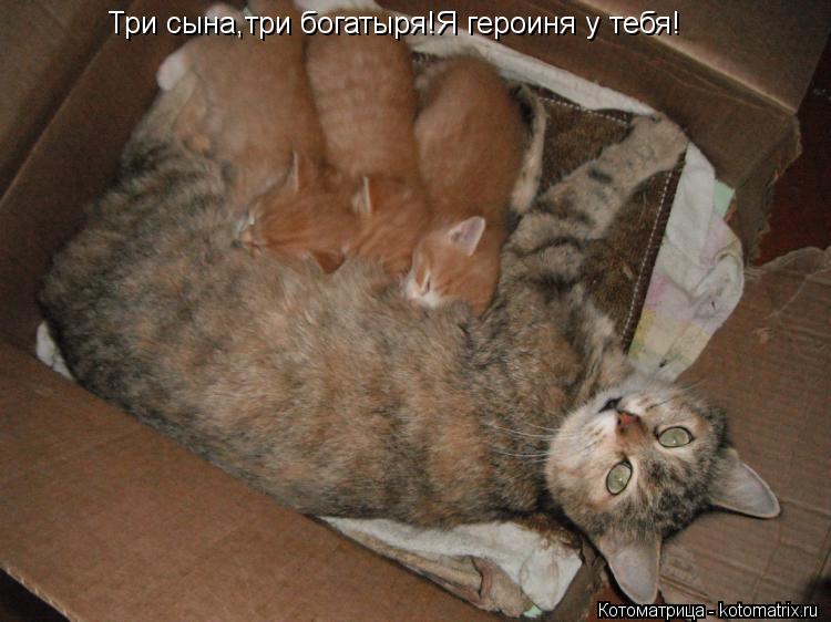 Три сына,три богатыря!Я героиня у тебя!... Котоматрица: Три сына,три богатыря!Я героиня у тебя!