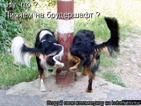 Ну что ? Писяем на брудершафт ?... Котоматрица: Ну что ? Писяем на брудершафт ?