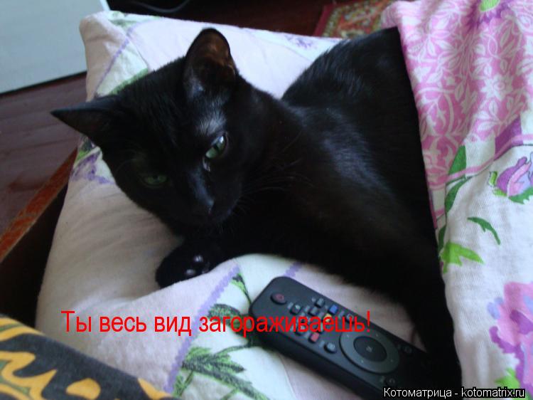 Ты весь вид загораживаешь!... Котоматрица: Ты весь вид загораживаешь!