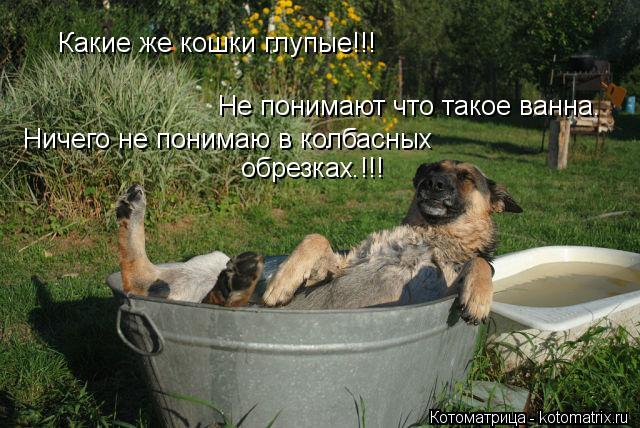 Не понимают что такое ванна. Какие же кошки глупые!!! Ничего не понимаю в колбасных обрезках.!!!... Котоматрица: Не понимают что такое ванна. Какие же кошки глупые!!! Ничего не понимаю в колбасных обрезках.!!!