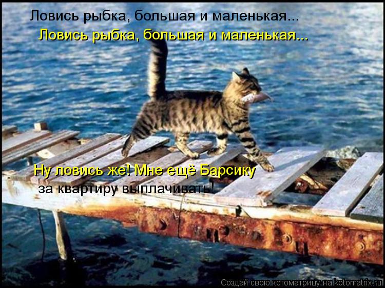 Ловись рыбка, большая и маленькая... Ловись рыбка, большая и маленькая... Ну ловись же! Мне ещё Барси... Котоматрица: Ловись рыбка, большая и маленькая... Ловись рыбка, большая и маленькая... Ну ловись же! Мне ещё Барсику за квартиру выплачивать!