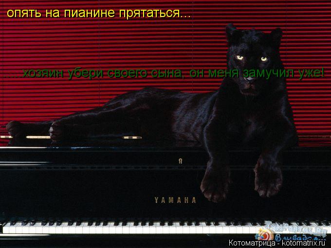 опять на пианине прятаться... .....хозяин убери своего сына, он меня замучил уже!... Котоматрица: опять на пианине прятаться... .....хозяин убери своего сына, он меня замучил уже!