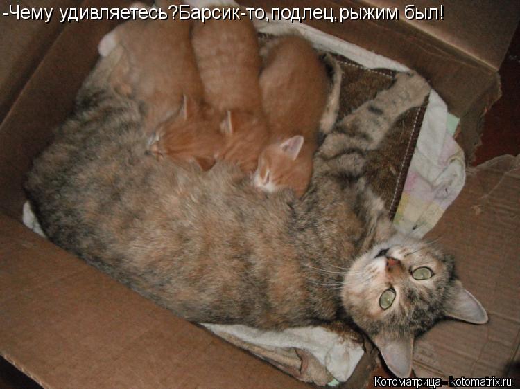 -Чему удивляетесь?Барсик-то,подлец,рыжим был!... Котоматрица: -Чему удивляетесь?Барсик-то,подлец,рыжим был!