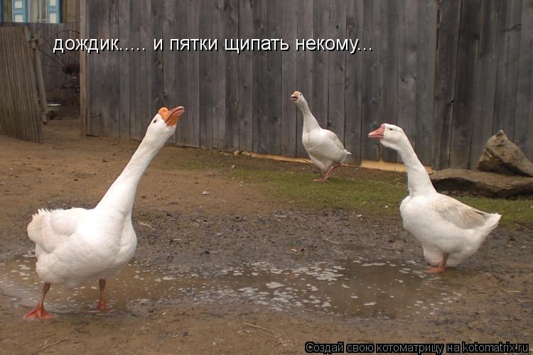 дождик..... и пятки щипать некому...... Котоматрица: дождик..... и пятки щипать некому...