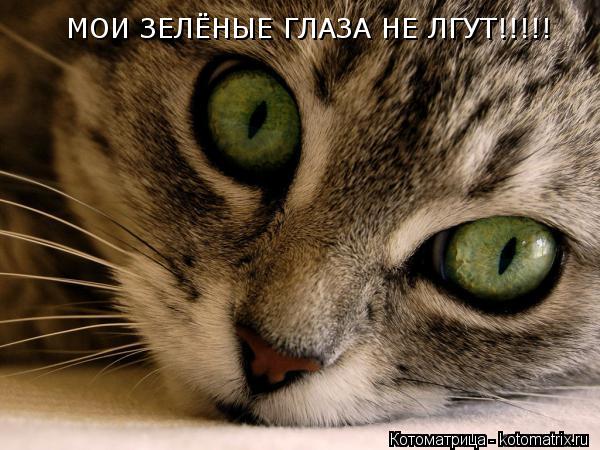 МОИ ЗЕЛЁНЫЕ ГЛАЗА НЕ ЛГУТ!!!!!... Котоматрица: МОИ ЗЕЛЁНЫЕ ГЛАЗА НЕ ЛГУТ!!!!!