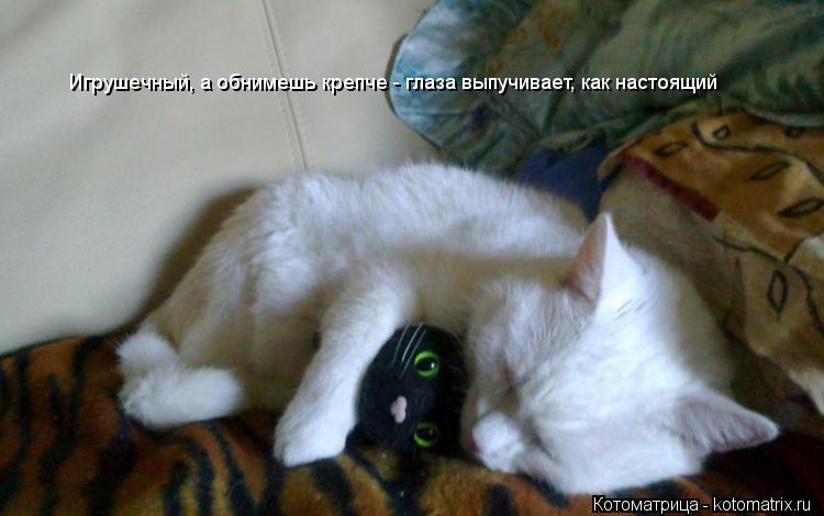 Игрушечный, а обнимешь крепче - глаза выпучивает, как настоящий... Котоматрица: Игрушечный, а обнимешь крепче - глаза выпучивает, как настоящий