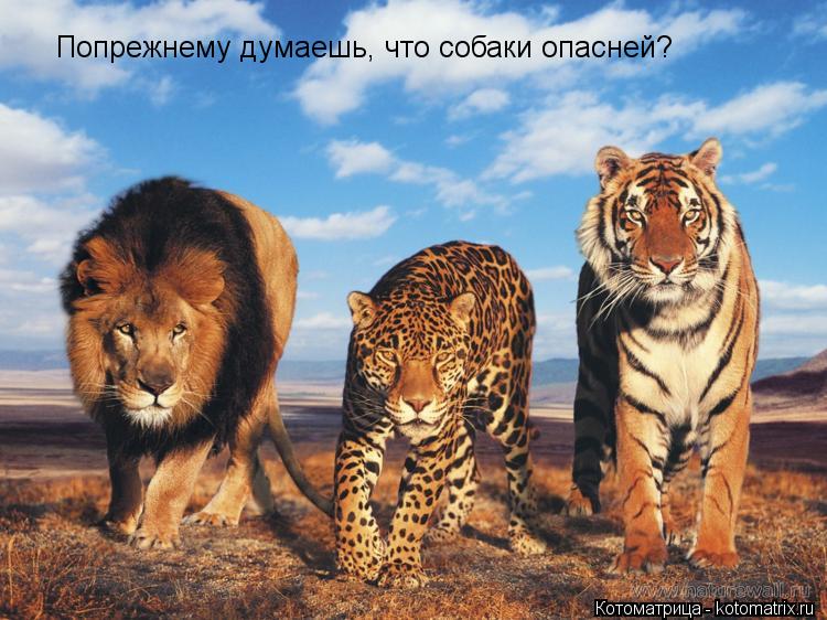 Попрежнему думаешь, что собаки опасней?... Котоматрица: Попрежнему думаешь, что собаки опасней?