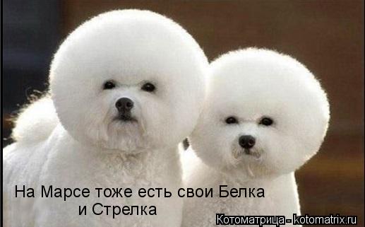 На Марсе тоже есть свои Белка и Стрелка... Котоматрица: На Марсе тоже есть свои Белка и Стрелка
