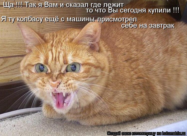 Ща !!! Так я Вам и сказал где лежит то что Вы сегодня купили !!! Я ту колбасу ещё с машины присмотре... Котоматрица: Ща !!! Так я Вам и сказал где лежит то что Вы сегодня купили !!! Я ту колбасу ещё с машины присмотрел себе на завтрак