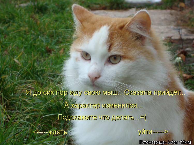 Я до сих пор жду свою мыш...Сказала прийдёт... А характер изменился... Подскажите что делать...=( <--... Котоматрица: Я до сих пор жду свою мыш...Сказала прийдёт... А характер изменился... Подскажите что делать...=( <-----ждать уйти----->