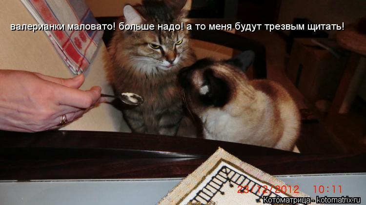 валерианки маловато! больше надо! а то меня будут трезвым щитать!... Котоматрица: валерианки маловато! больше надо! а то меня будут трезвым щитать!